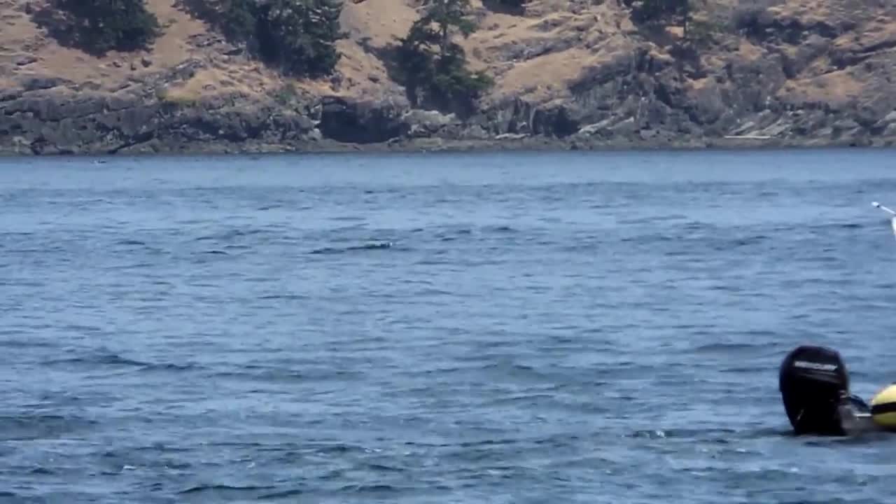 Orcas @ San Juan Islands # 3