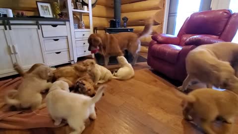 Cozy Evening With A Golden Retriever Family