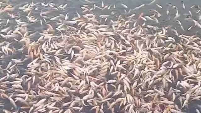 Feeding 5k Tilapia fish