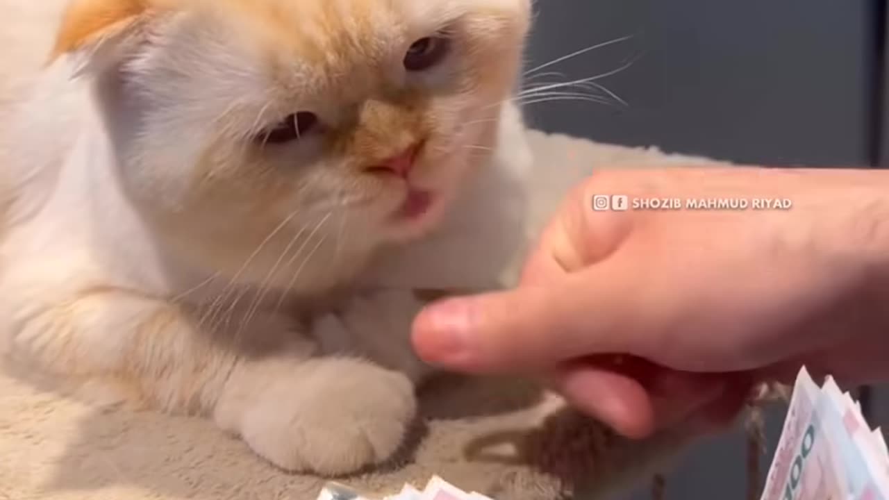 Funny cat