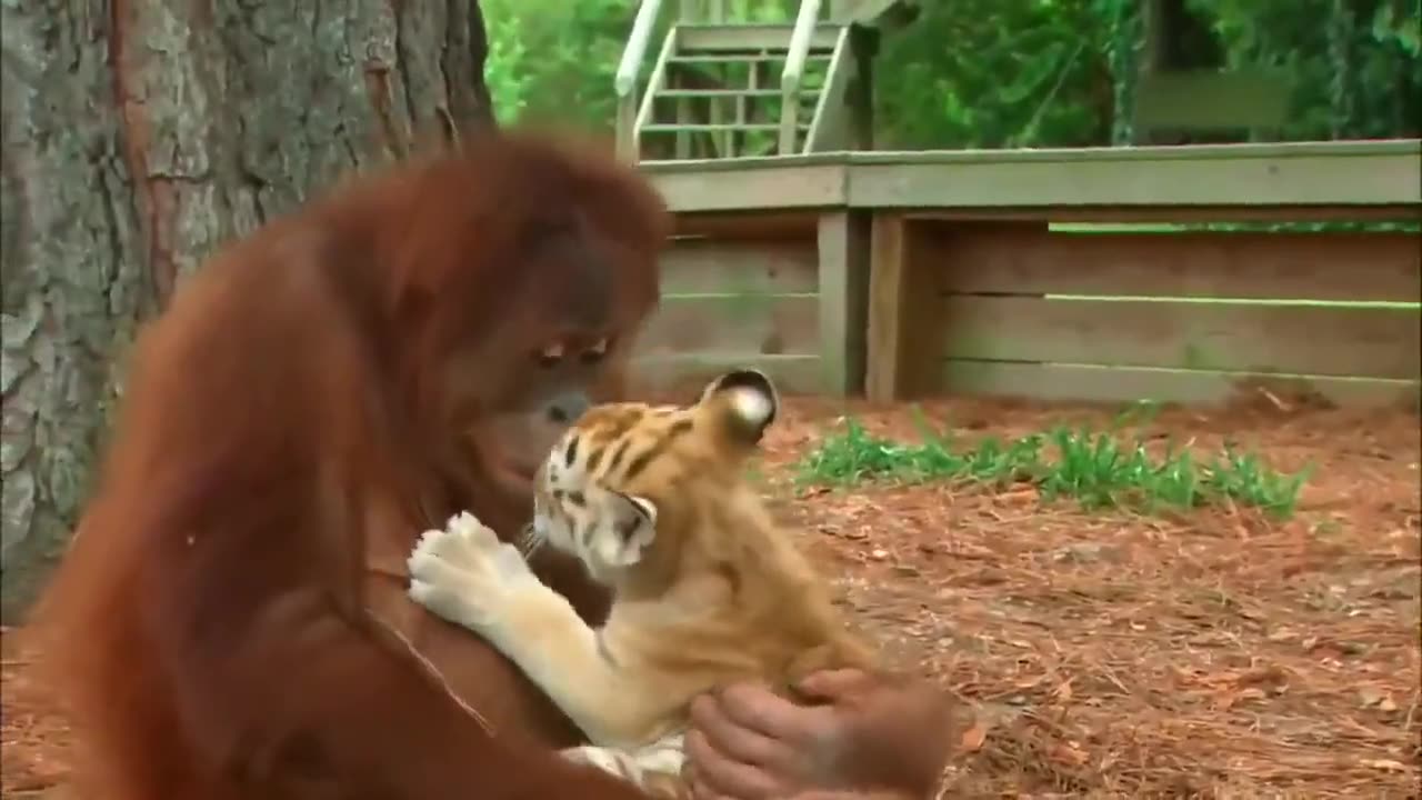 Orangutan Caring For Tiger Cubs