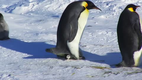 Penguin chick is reluctant to 'fly the nest'