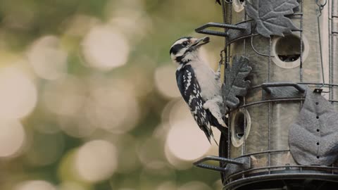 the bird