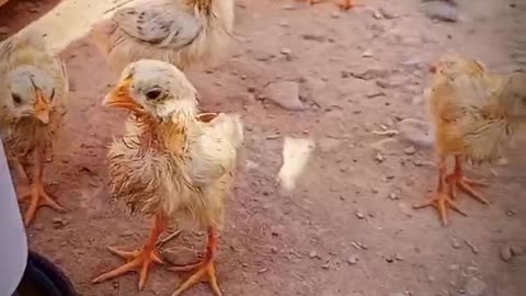 Golden misri farming