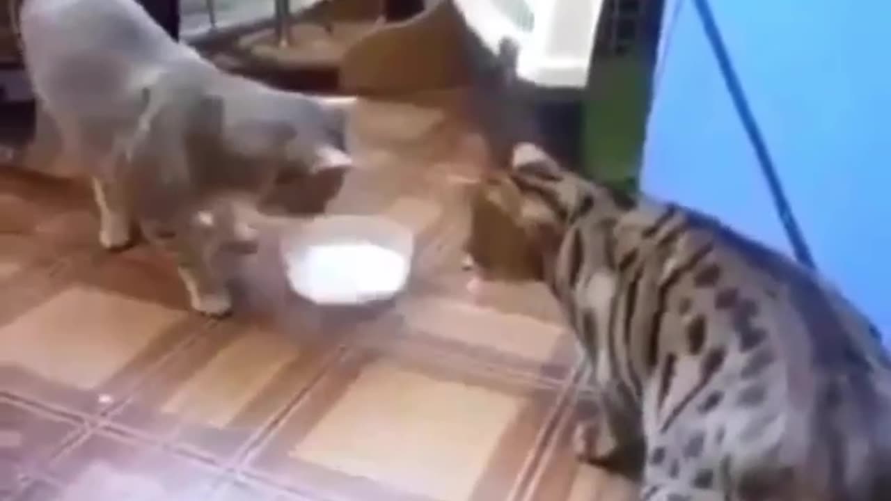 You wouldn't understand with these two cats