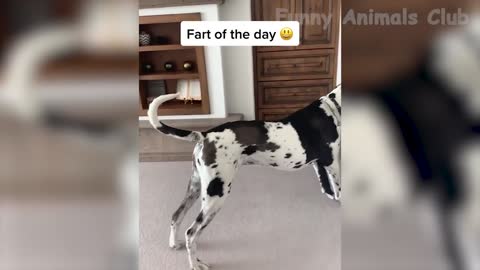 Funny Animals Video🐕🦮🐕‍🦺🐶🐱🐈