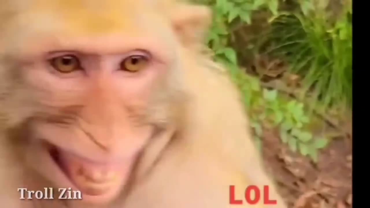Funny Animal - Cat Dance Video | Dog Funny Video 2023
