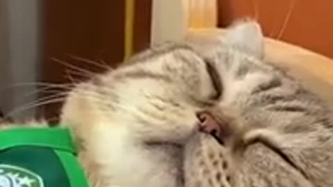 Cat Funny Video