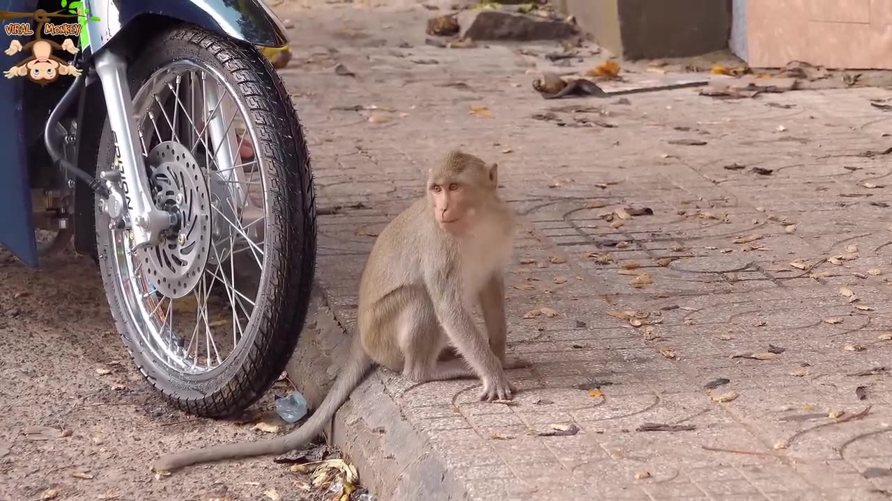 4K Quality Animal Footage - Monkeys Beautiful Scenes - Viral Monkey