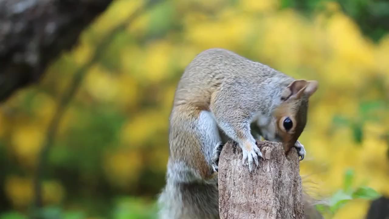 Baby Animals 4K - Amazing World Of Young Animals | Scenic Relaxation Film