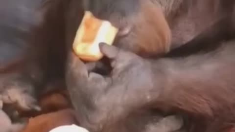 Cute and funny monkey moments you won't to believe