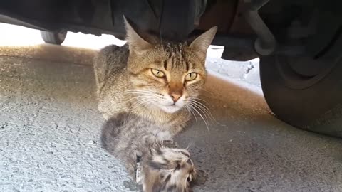 Mother cat's tears for her dead kitten. Anne kedinin ölen yavrusu için döktüğü gözyaşı