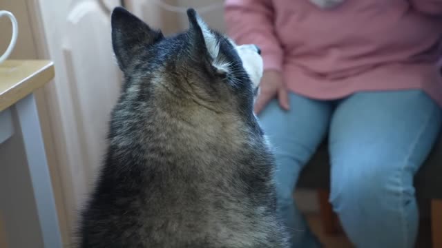 Supere seu medo de cachorros em 3 etapas simples