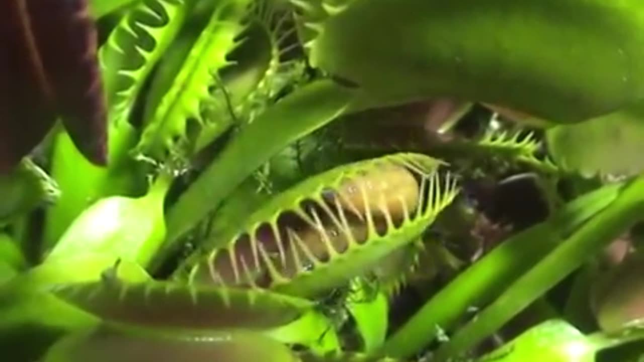 Venus Flytrap vs Yellow Slug - Venus Flytrap