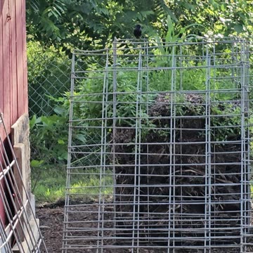 OMC! What does an angry Starling sound like protecting it's nest and young? #starling #shorts #angry