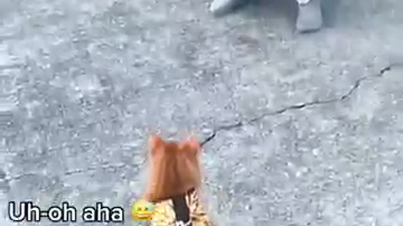 #funnyanimal#cutecat#playanimaloranimalgame