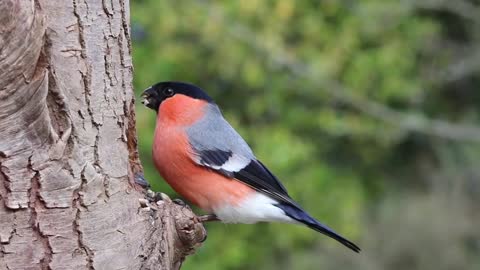 Bird Chirping Meditation Sound