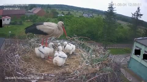 Stork kills chick - A kis fióka szelektálása - Jasienia /polish, lengyel