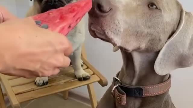 The dog enjoys eating watermelon