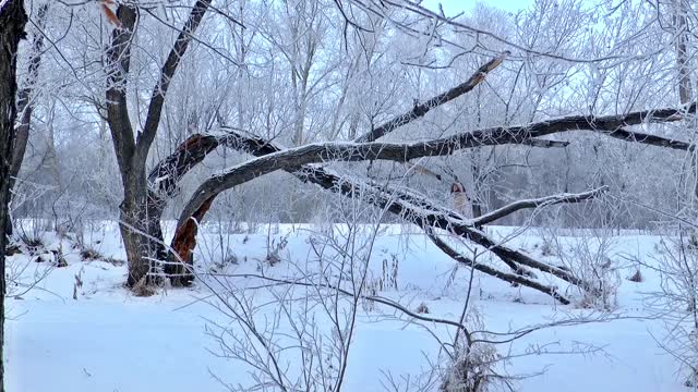 Two dogs playing in beautiful snowy forest