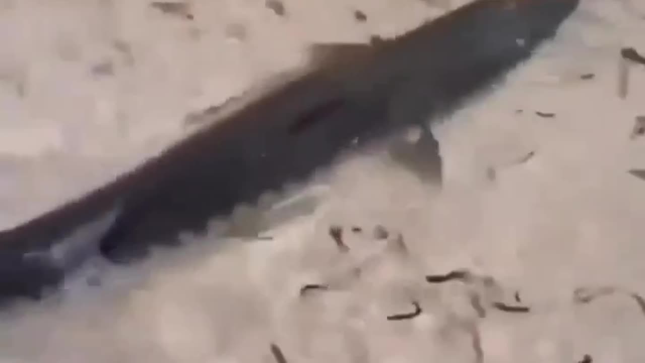 Nature can be brutal 😳🦈 A massive barracuda attacks a small shark in the shallows.