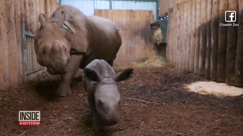 Video of Rare One-Horned Rhino’s Birth