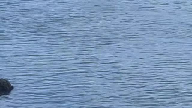 When you're at a restaurant in Florida and Tarpon start blastingMullet...