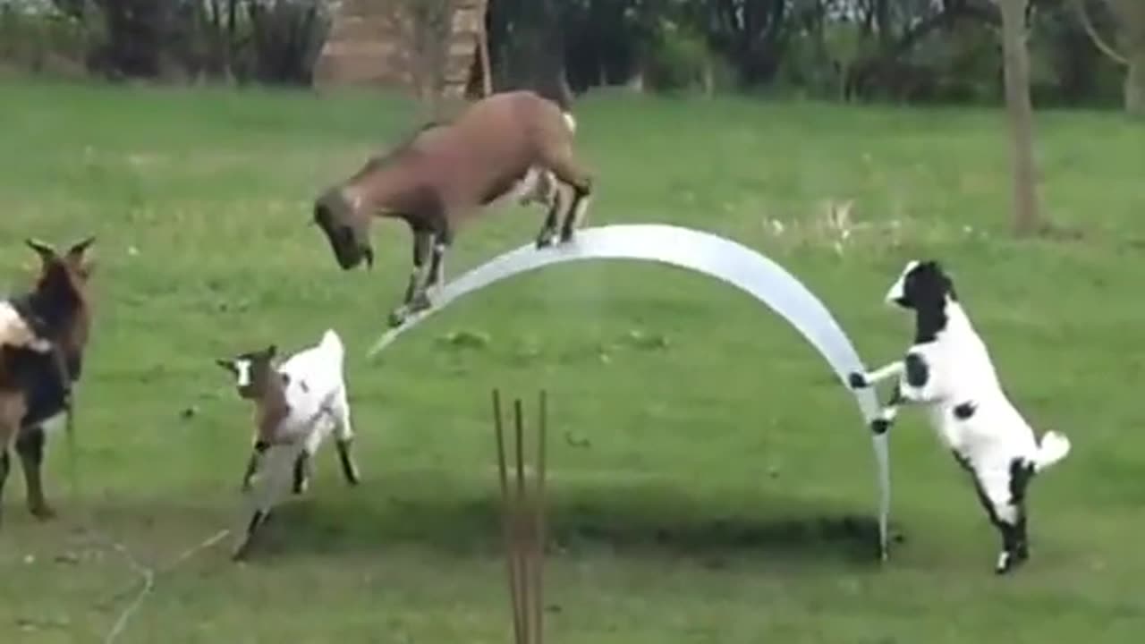 The technical goat