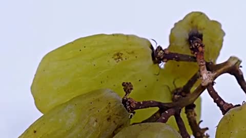 That's how raisins are made 🧐🍇⌛