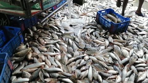 Crazy Fresh Fish