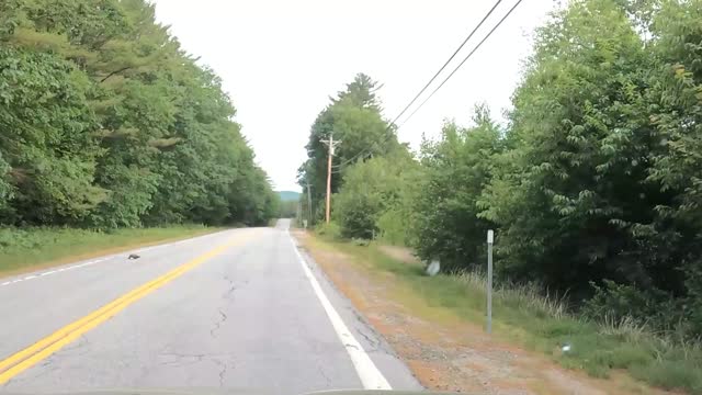 Turtle gets help crossing the road