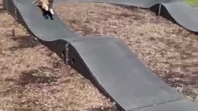 Dog Runs Through BMX Track