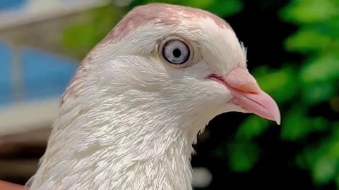 Low Flower pigeon eyes