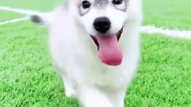 Happy time for the little animals 5125486384