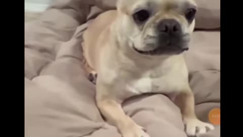 Dog funny
