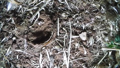 Trapdoor Spider Works The Trapdoor Overtime