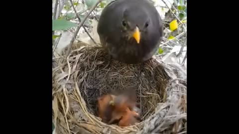 another video of birds feeding their cute chicks