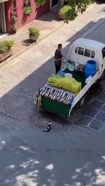 Funny animal _spy cat