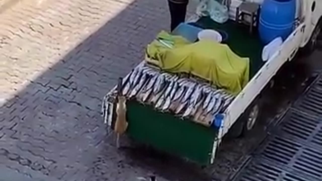Funny animal _spy cat