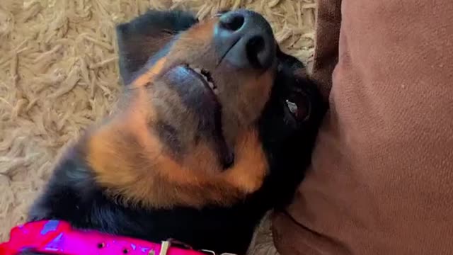 funny dogs