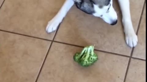 Funny husky hates broccoli!