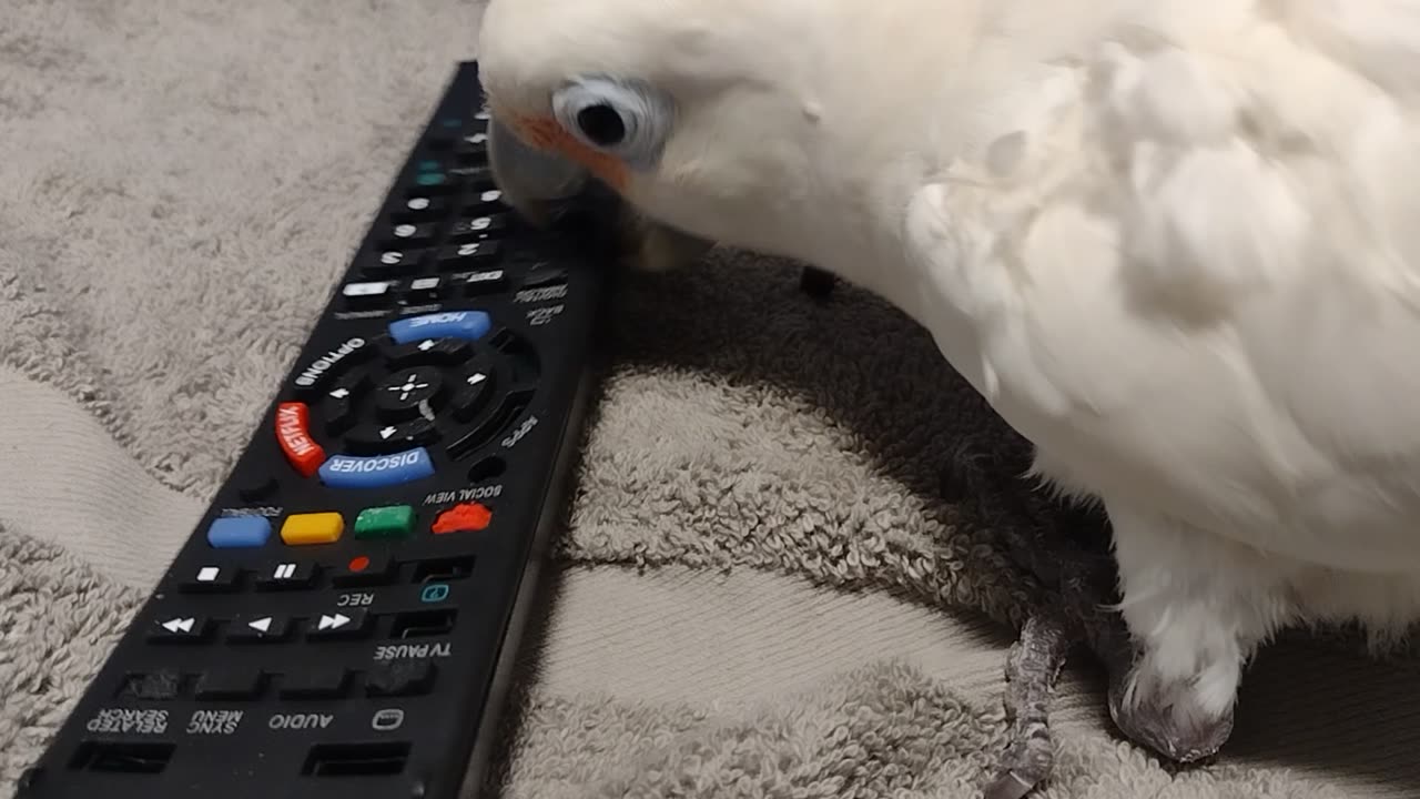 Peanut chewing on her remote control