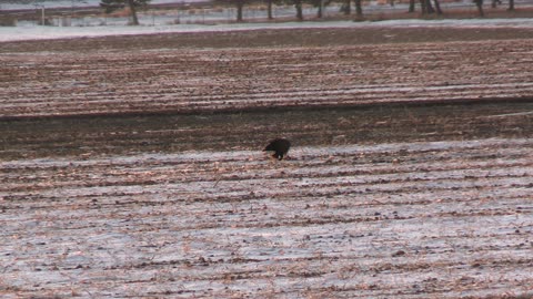 Eagles In The Field