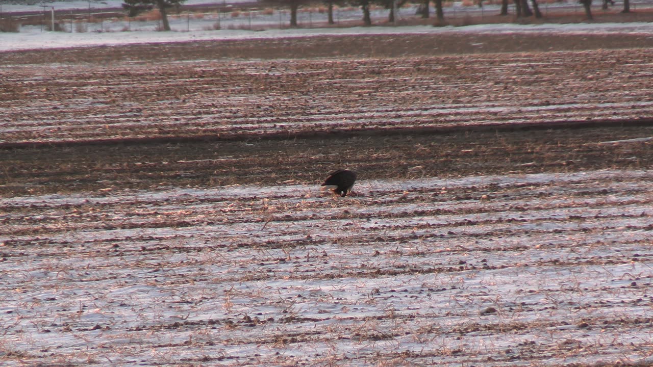 Eagles In The Field