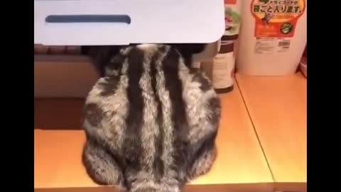 Funny Cats 😹 - Funny Cats Life