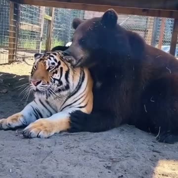 Funny Animal and Nature Videos