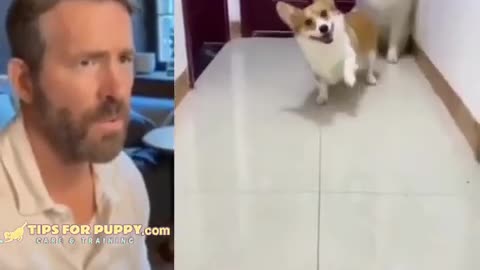 Dog funny video