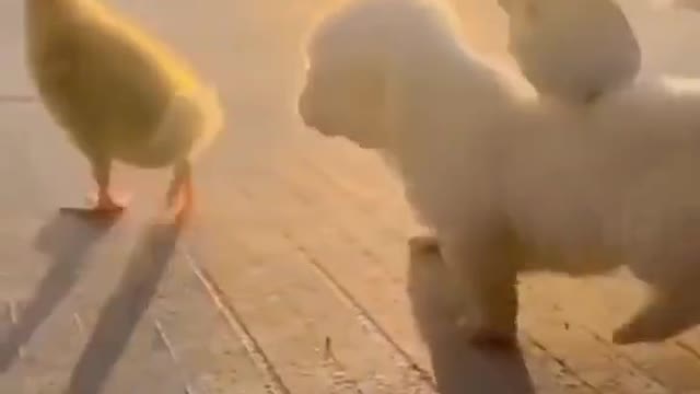 ute puppy whatsapp status video