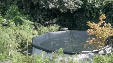 Pigeon Has Lucky Escape While Resting on a Pool