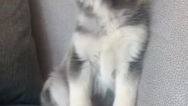 Husky first time Howl